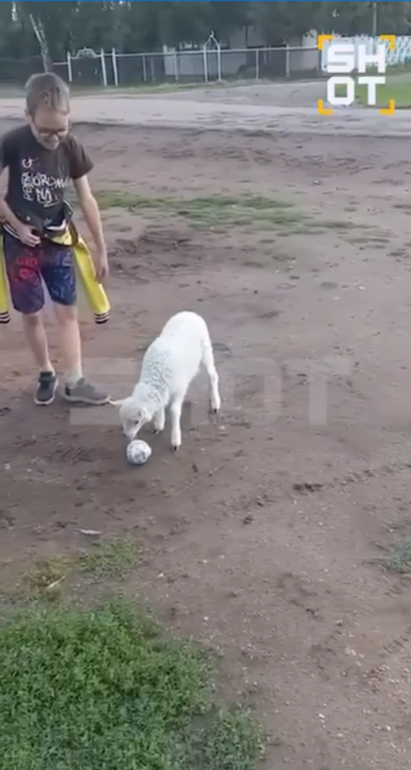 10-летний мальчик из Бакалинского райна Башкирии научил ягненка играть в футбол