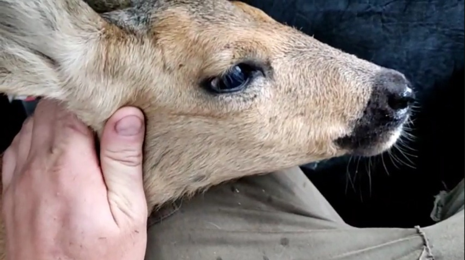 Скриншот видео  Спасти детеныша косули из-под Уфы не удалось из-за тяжелой травмы