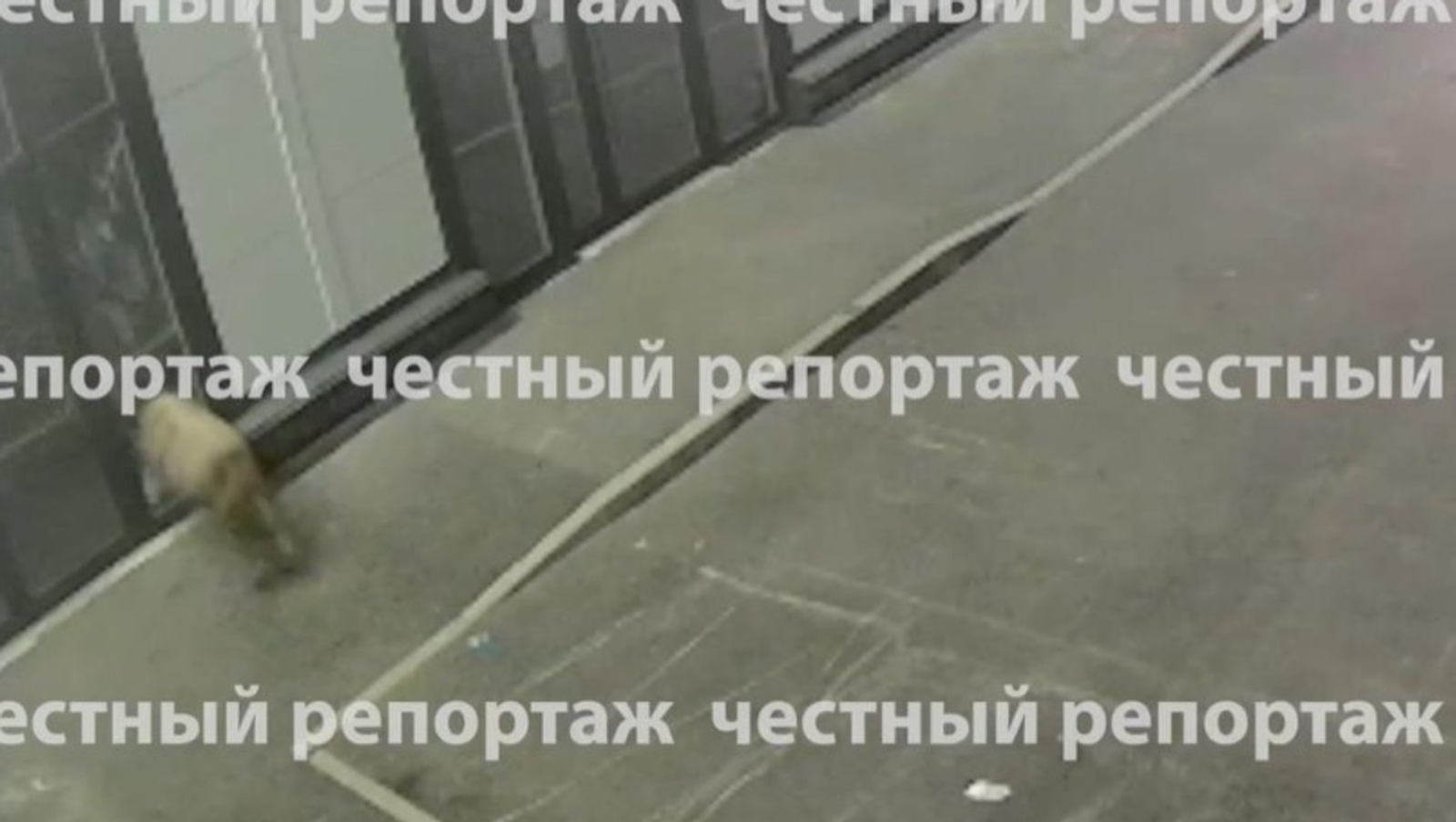 В Башкирии ищут барана-злоумышленника