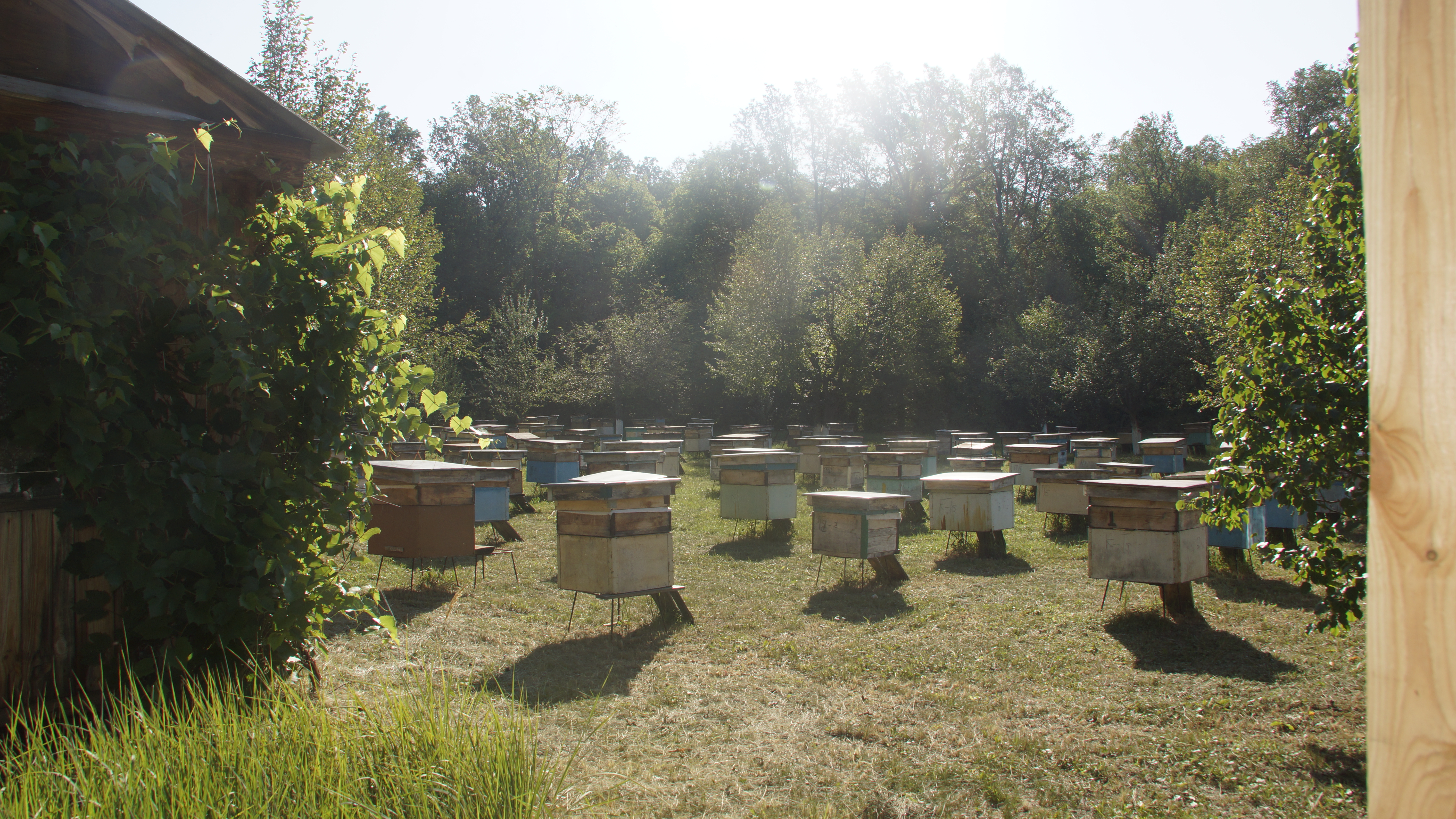 В Бакалинском районе прошел семинар для пчеловодов