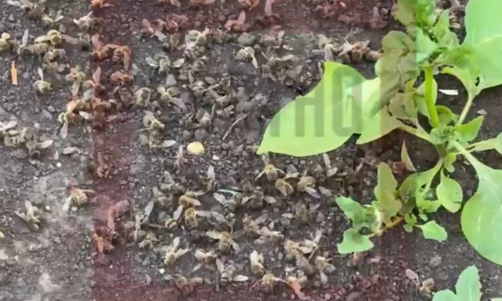 Жители Башкирии сообщают о гибели пчёл после вылета на рапсовые поля