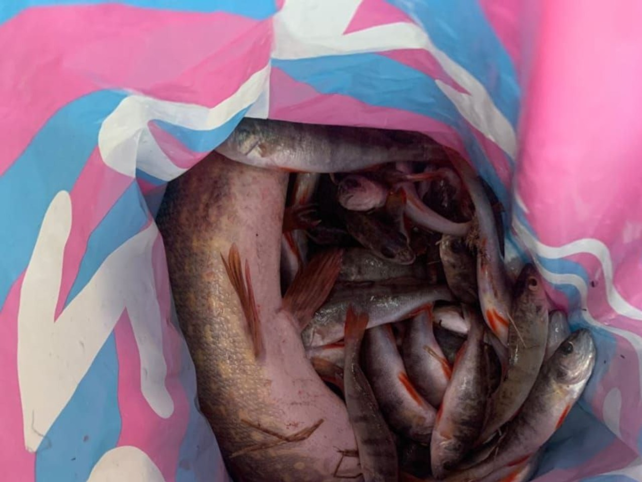 Фото: ГАИ РБ