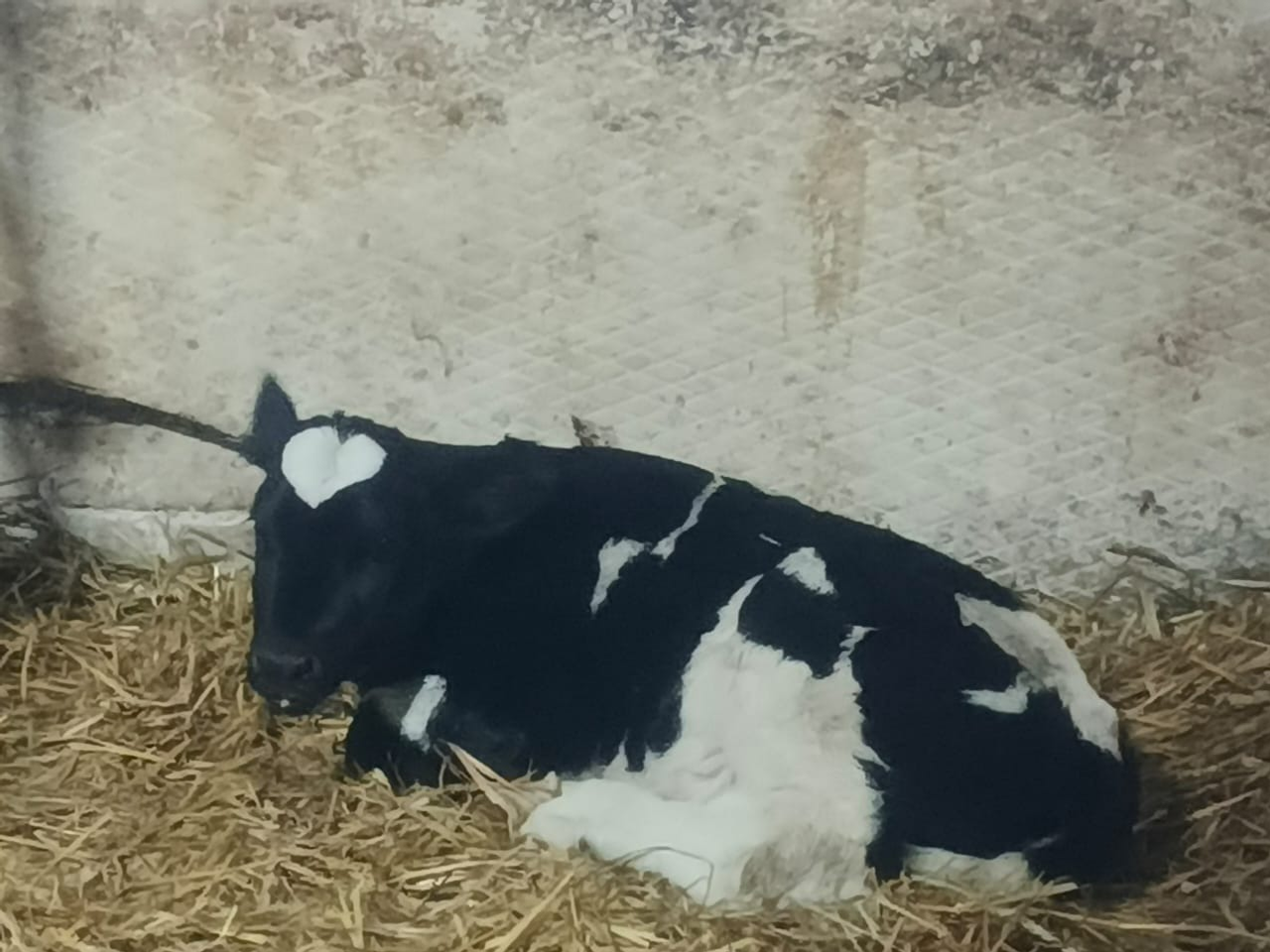 В Башкирии родился теленок с двумя сердцами