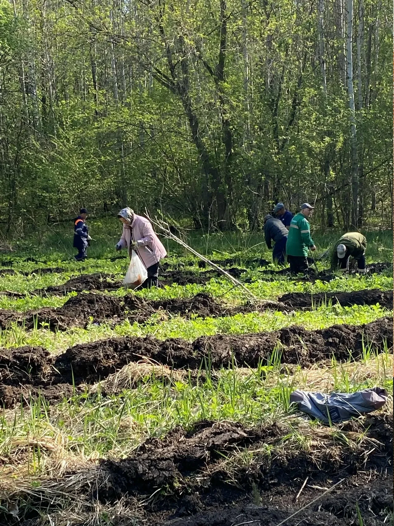 6000 деревьев в честь Великой Победы и в память о ветеране-долгожителе